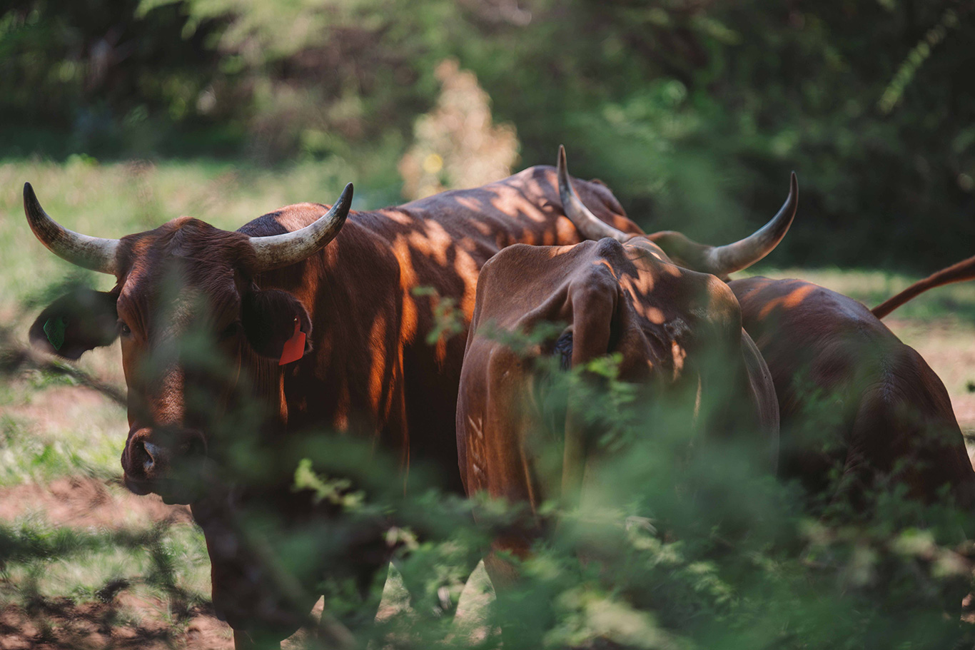 Exxaro's livestock grazing