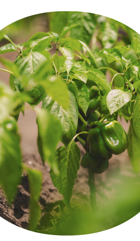 Our environmental stewardship