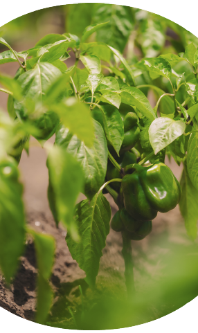 Our ESG approach